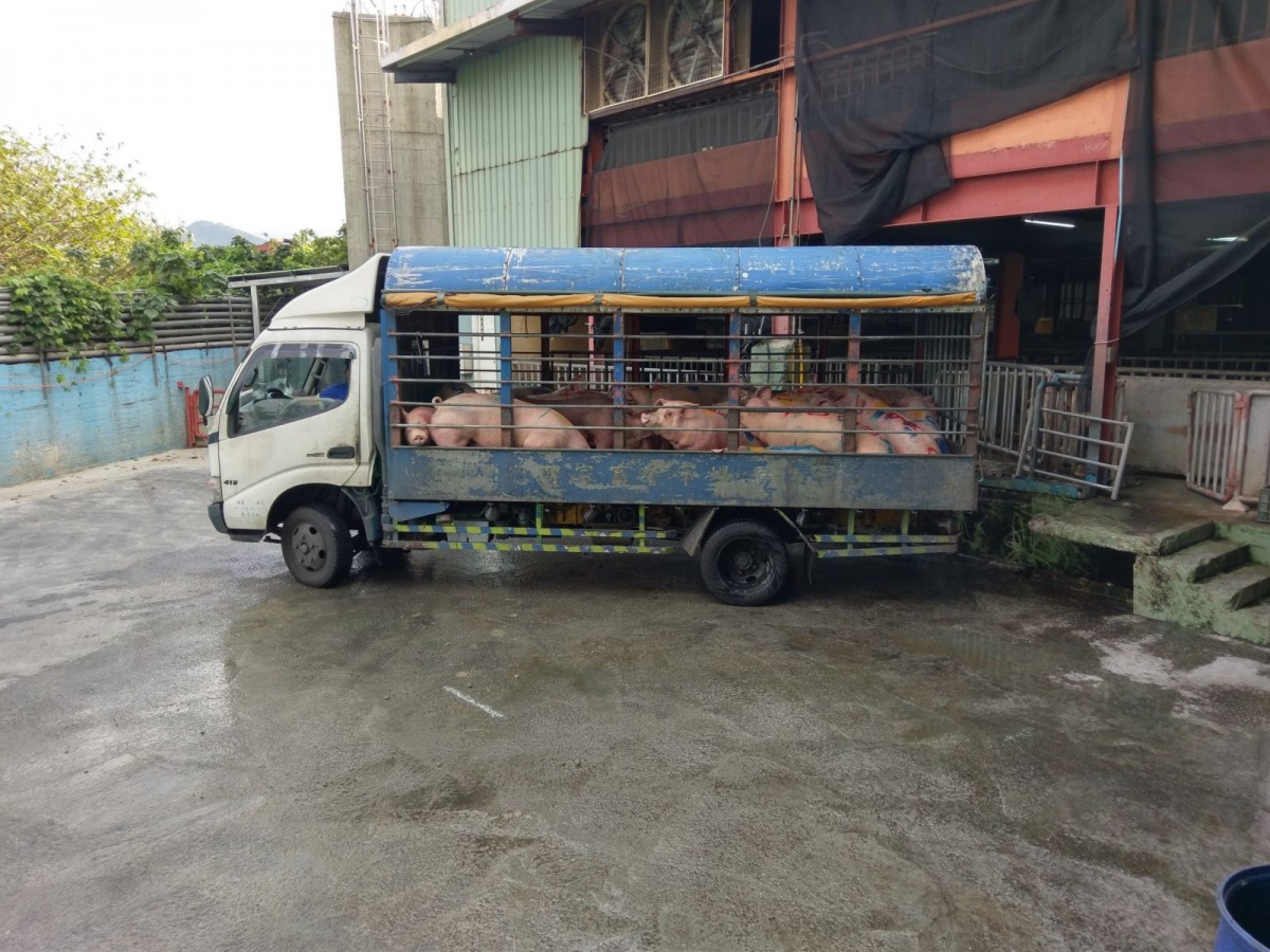 台灣對於口蹄疫防疫有成，但仍不可掉以輕心。 新北市動保處/提供