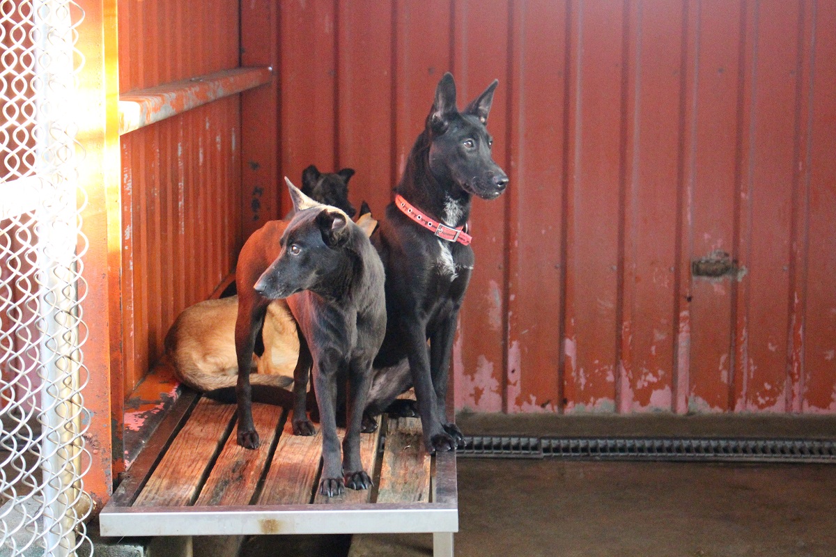 零撲殺之後各地收容所都面臨到爆滿的現象。此圖為收容所示意圖 資料照片(李娉婷/攝)