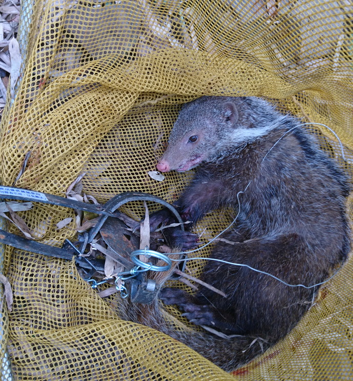 雲林古坑山區日前發生一起保育類食蟹獴遭捕獸夾困住。 雲林縣政府/提供
