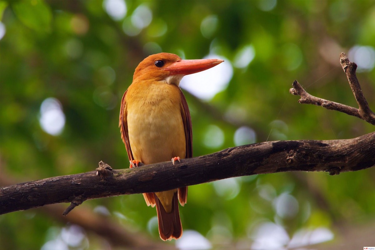 有「鳥界法拉利」之稱的赤翡翠近日造訪台南東寧公園，吸引大批鳥友前來朝聖。 鳥友張順雄/提供