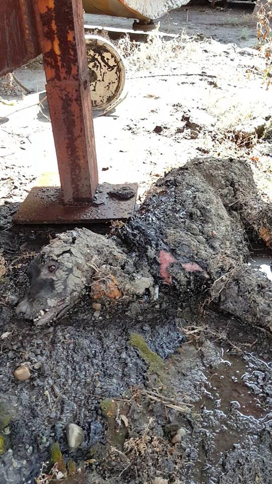 黑色浪犬全身沾滿瀝青，倒在地上動彈不得。 徐文良/提供