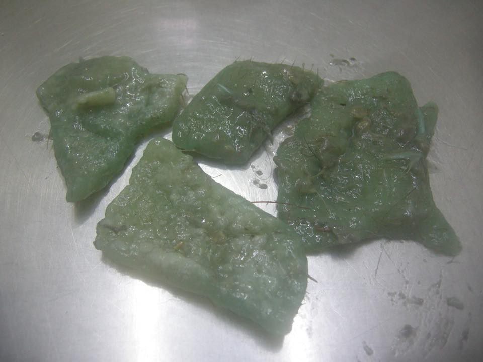 宜蘭縣運動公園有人放置浸泡農藥的豬皮。 六福動物醫院/提供