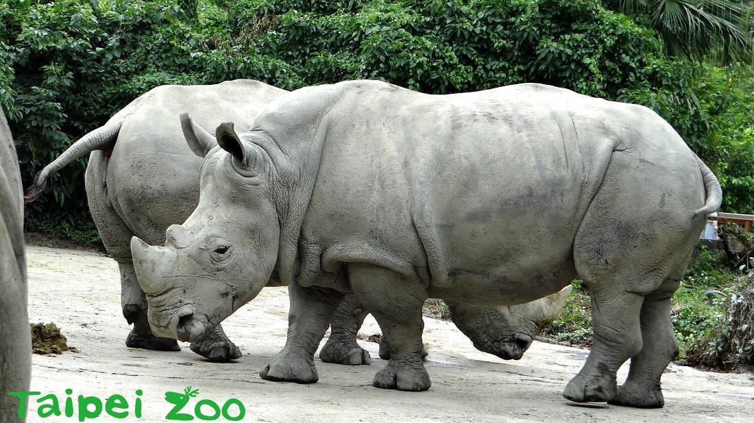 台北市立動物園的母犀牛「犀惠」是重要的繁殖個體。 台北市立動物園/提供