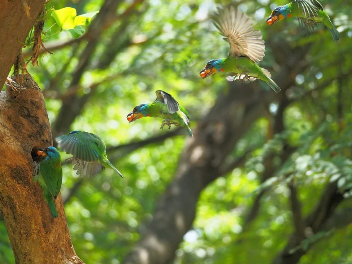 東寧運動公園拍攝到五色鳥育雛的珍貴畫面。 拍鳥俱樂部倪小姐/提供
