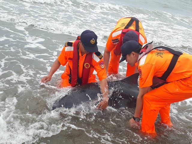 海巡署人員救援擱淺的侏儒抹香鯨。 海巡署中部分署/提供