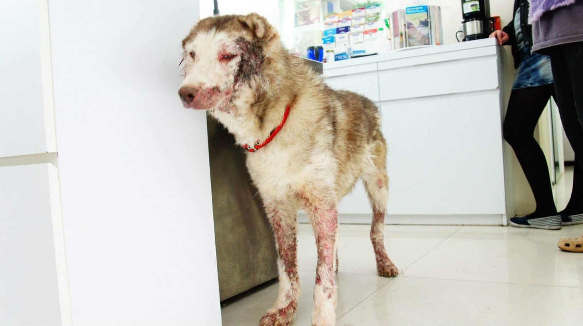 受毛囊蟲症所苦的「小威」身上多處紅腫潰爛。 張小姐/提供