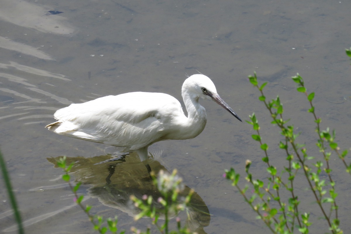 台灣常見的候鳥小白鷺。 新北市農業局/提供