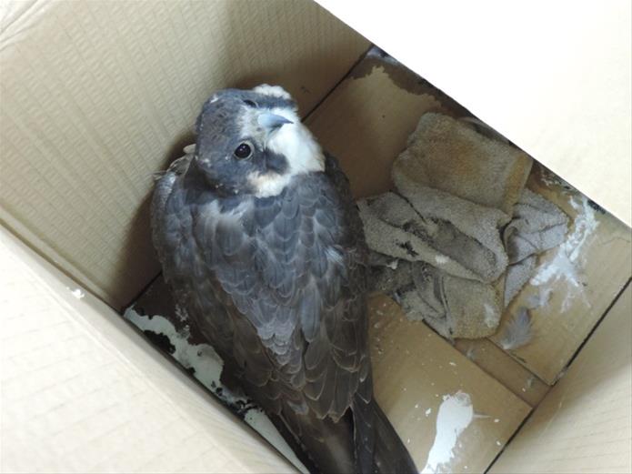 鳥類撞擊玻璃導致受傷或是死亡的事件頻傳。 高雄動保處/提供