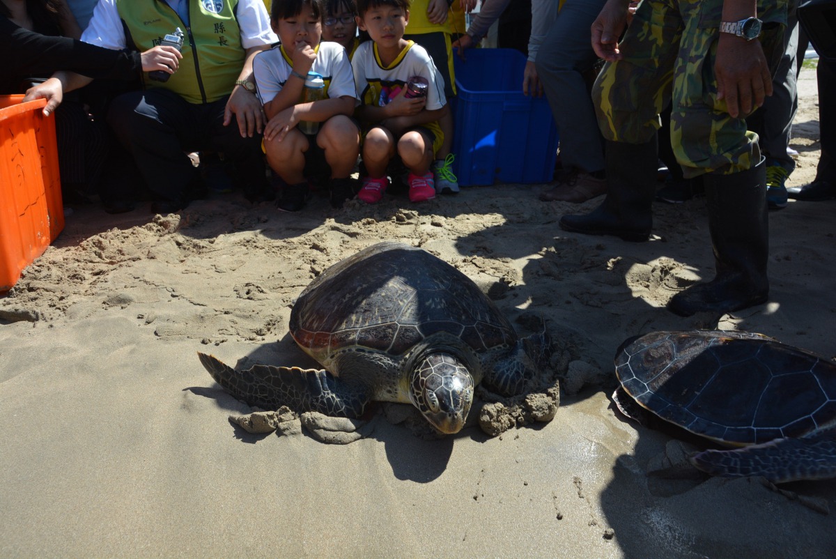 澎湖縣政府昨日一共野放15隻海龜，讓牠們回歸大海。 澎湖縣政府/提供