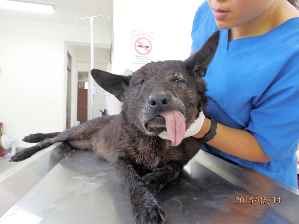 遭比特犬咬傷的黑色浪犬。 嚴先生/提供