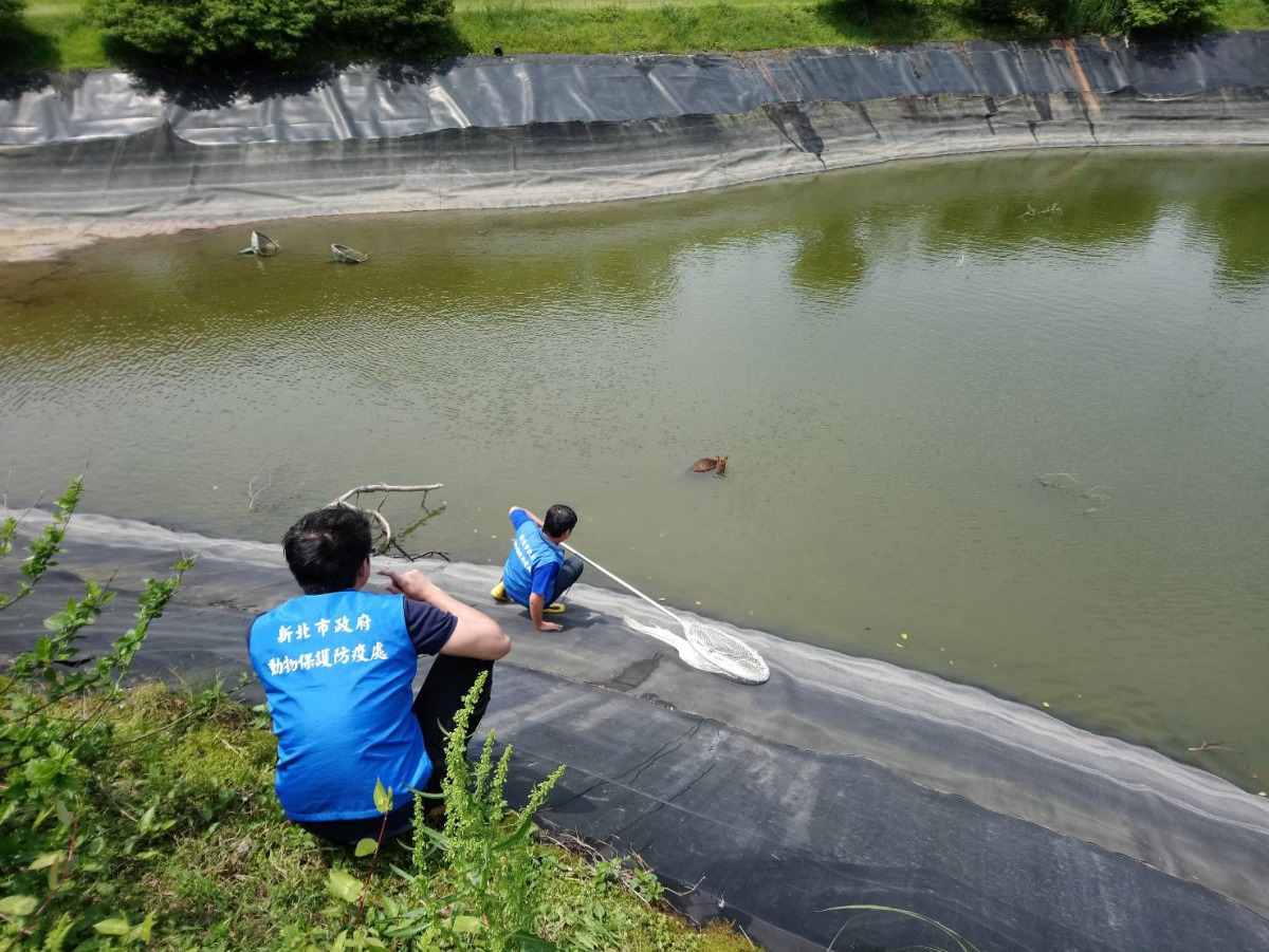 動保員涉水救援掉落水塘的山羌。 新北市動保處/提供