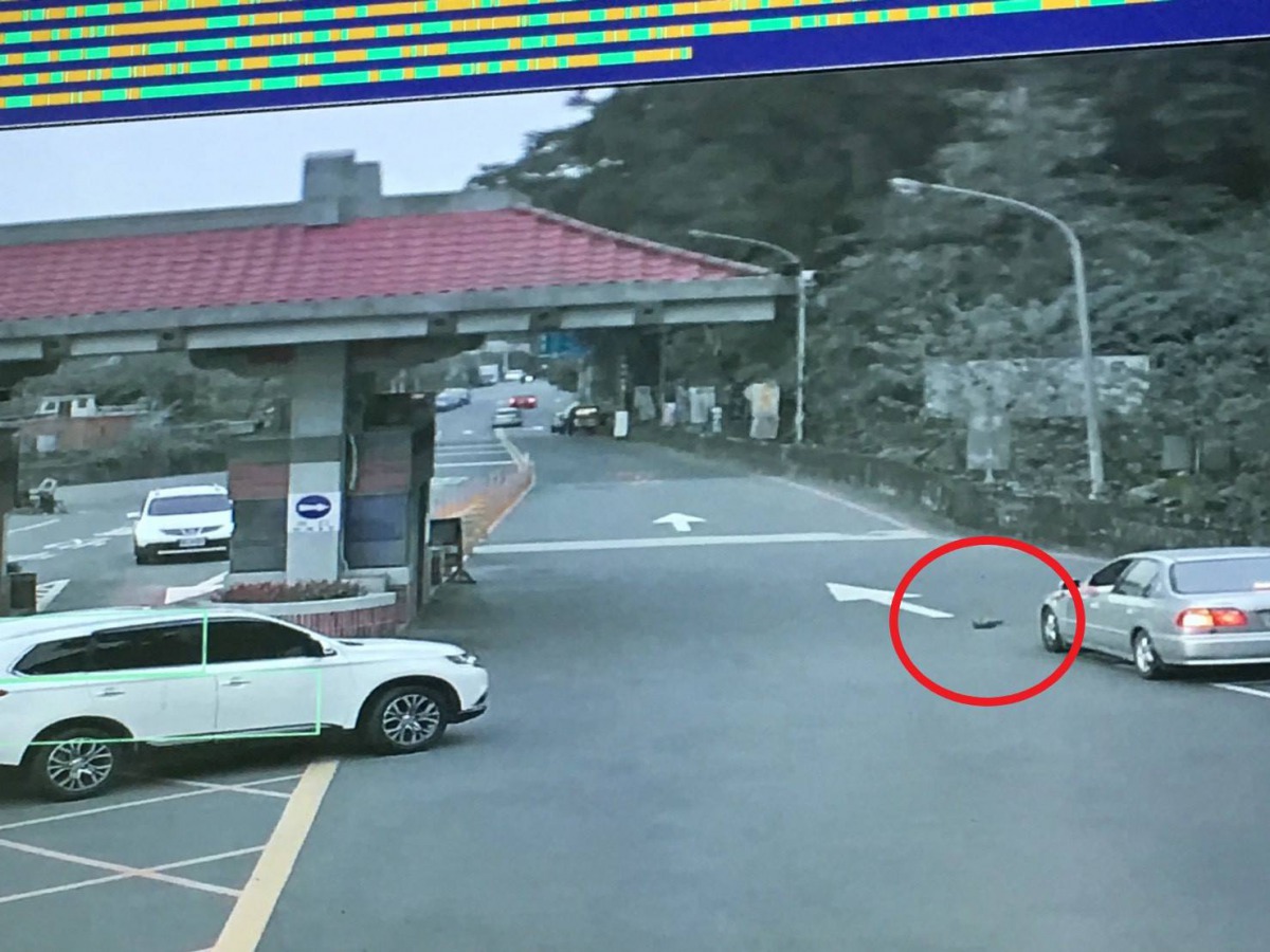 石門水庫環湖路上出現一隻保育類穿山甲倒在馬路上。 保七總隊/提供