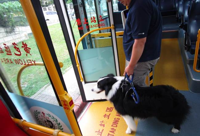 假日友善狗狗公車自去年實施至今民眾滿意度高。 台北市交通局/提供