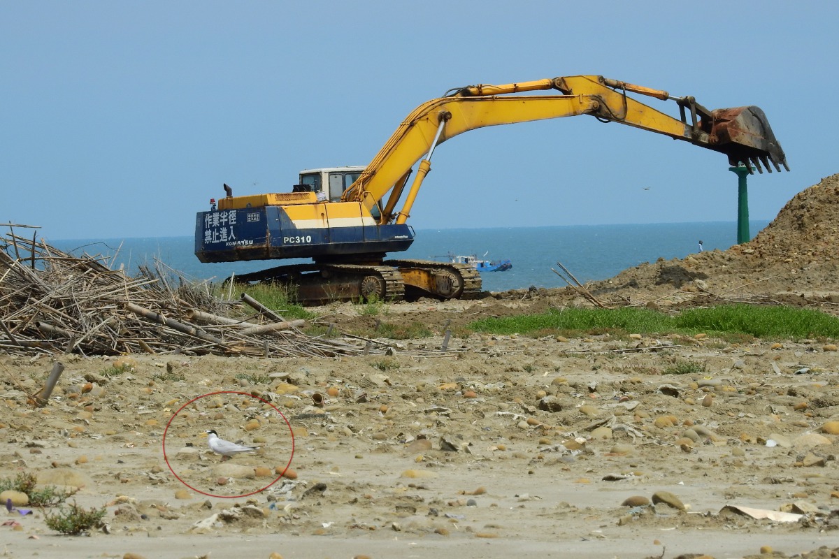 竹圍漁港沙灘有大型怪手進行整灘作業，鳥友擔心影響小燕鷗繁殖。 拍鳥俱樂部李姓鳥友/提供