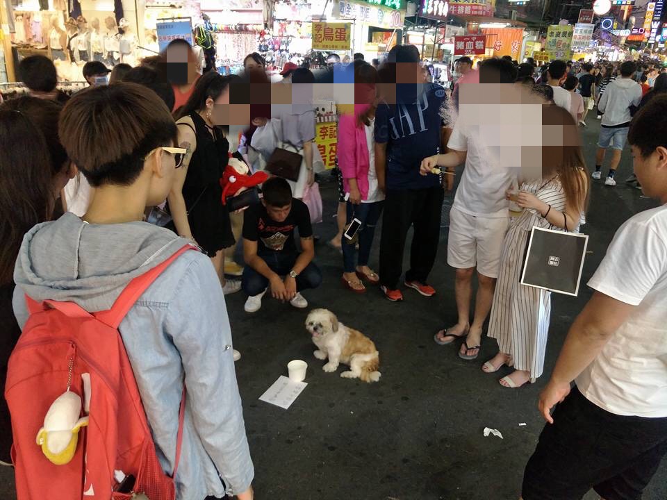 台中一中街有攤販讓西施犬在路中間「乞討」，吸引不少民眾圍觀。 取自/爆料公社
