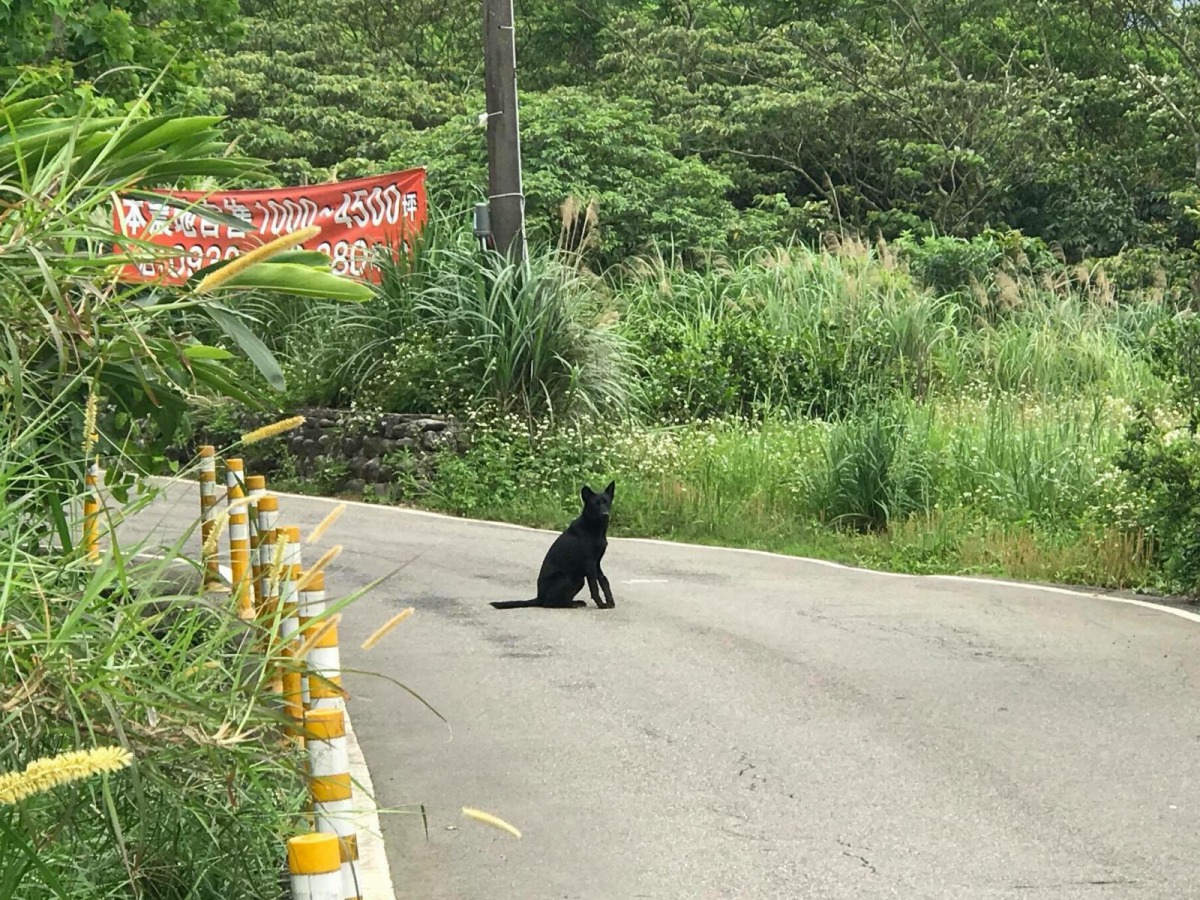 新北金山區有民眾發現跛腳浪犬,動保處前往救援。 新北市動保處/提供