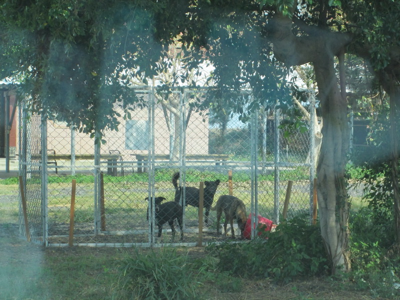 台南市動保處以大型圍籠捕捉遊蕩犬隻。 台南市動保處/提供