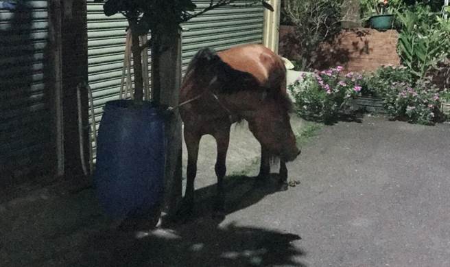 日前有民眾在台南善化區發現一匹走失的馬。 善化分局/提供