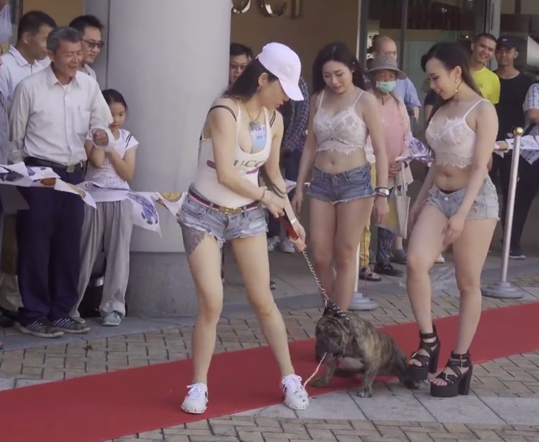 Show girl牽著鬥牛犬進行走秀，卻因為狗狗不願前進而強行拖拉導致狗狗嘔吐。 台灣動物緊急救援小組/提供