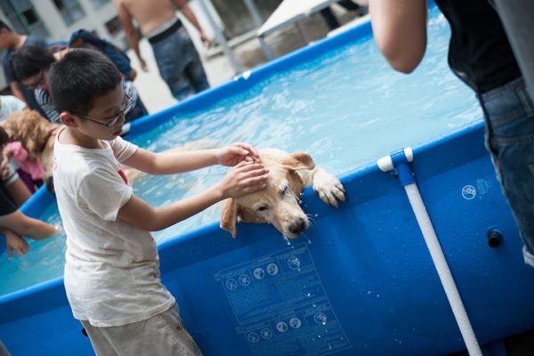 高雄市動保處推出暑假動保營，邀請孩子夜宿燕巢動物關愛園區，體驗如何照顧毛小孩。 高雄市動保處/提供