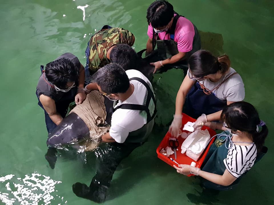 原本順利野放的侏儒抹香鯨「阿鳳」又被發現擱淺後，經過兩週搶救仍不幸死亡。成功大學海洋生物及鯨豚研究中心/提供