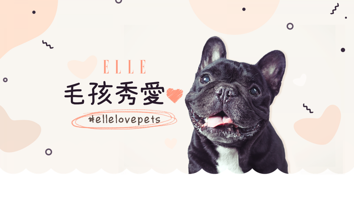 時尚雜誌ELLE發起「毛孩秀愛心」活動,民眾只要PO一則貼文就會捐出一公斤飼料。翻攝自ELLE