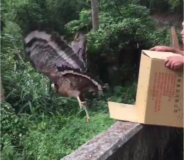 苗栗自然生態保育中心收容的3隻大冠鷲順利野放。 苗栗農業處/提供