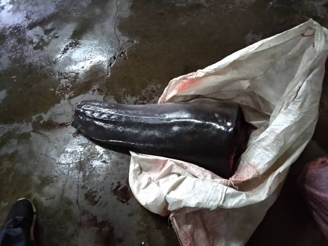海巡署在宜蘭蘇澳內埤民宅裡的冷凍庫搜出大批鯨豚肉，重達1372公斤。 海巡隊/提供