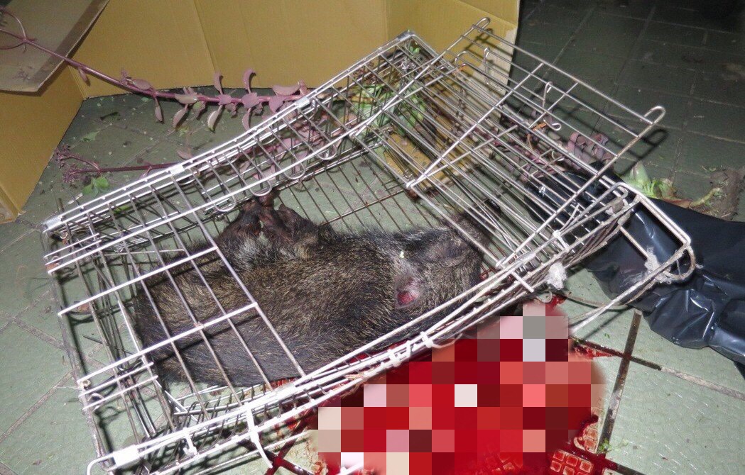 日前在台中發生飼主因心情不好將山豬丟下樓，造成山豬當場死亡。 台中市警察局/提供