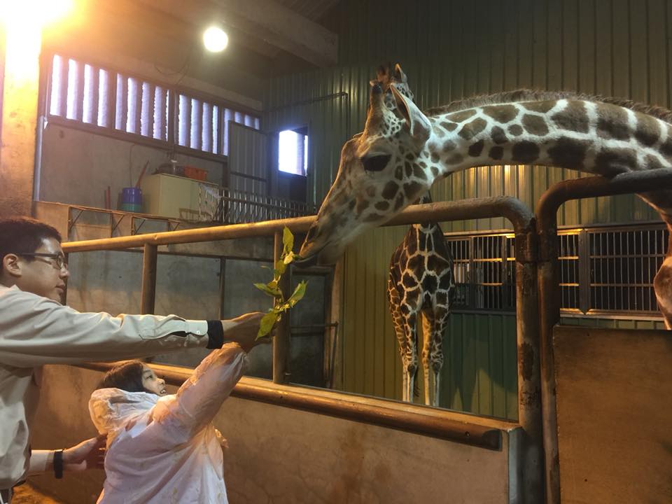 「叢林冒險驚奇YA!」動物生態體驗營將會讓參加孩童親手餵食各種動物。 桃園市救國團/提供