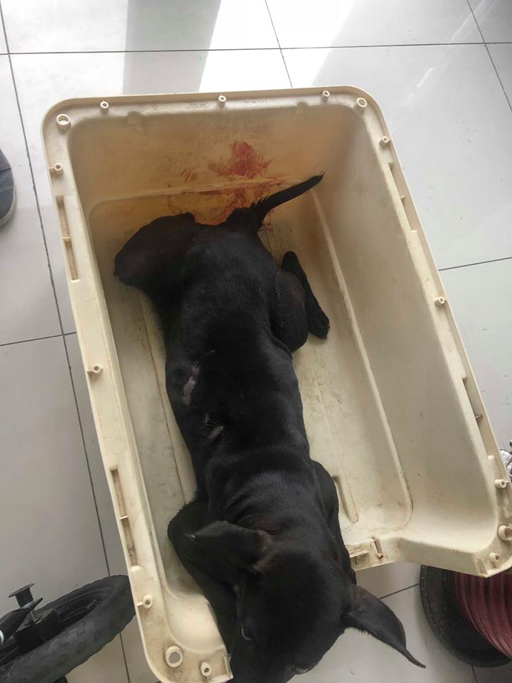 遭貨車撞的浪犬「小黑」傷勢嚴重。 黃姓志工/提供