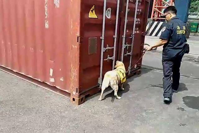 緝菸犬「Nadia」靠近貨櫃就可以聞出有無問題。 基隆關/提供