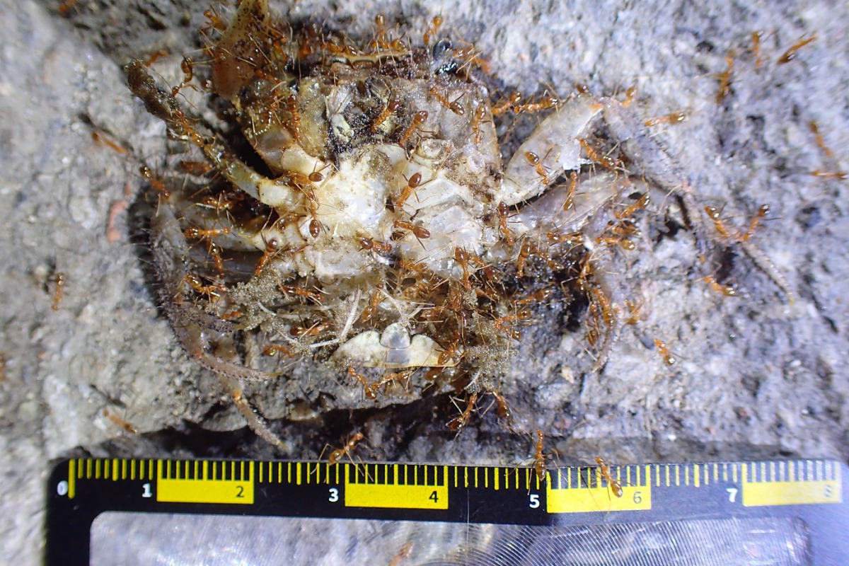 高美溼地陸蟹遭外來種黃瘋蟻危害。 台中市農業局/提供