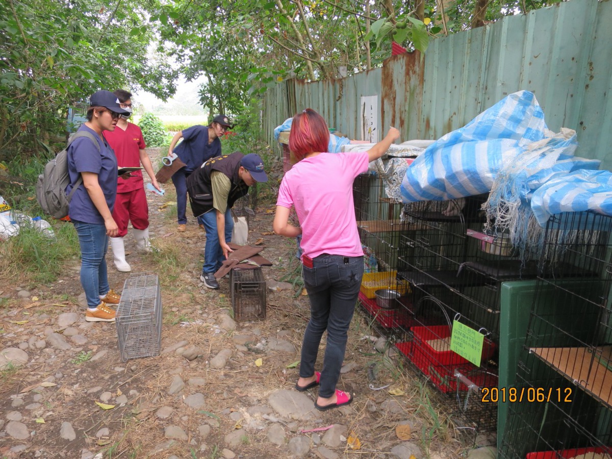 台中市動保處強制安置23頭健康狀況不佳的犬貓。 台中市動保處/提供