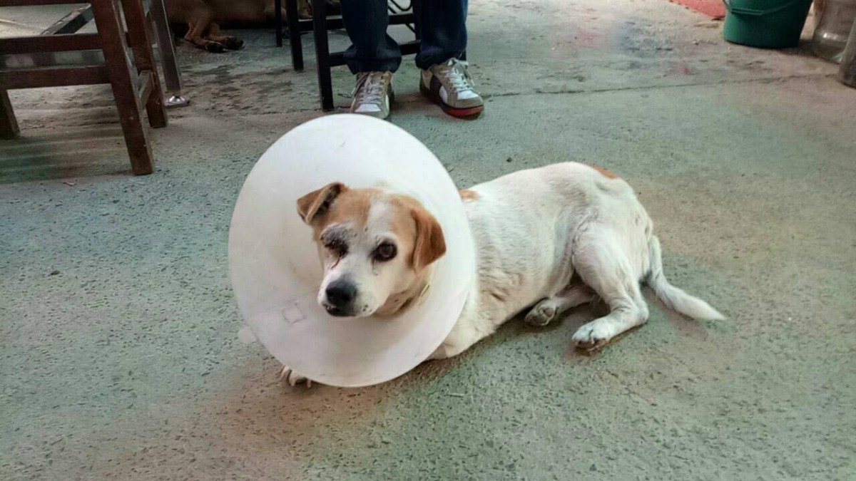 遭轎車輾壓的黃白色浪犬，手術後右眼已摘除。 新北市動保處/提供