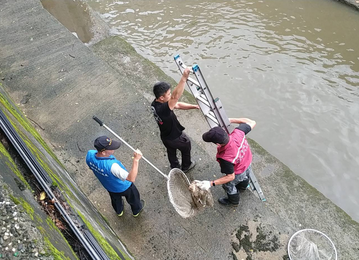 除了常見的犬貓外，新北市動保處也常接獲通報流浪雞鴨等家禽。 新北市動保處/提供