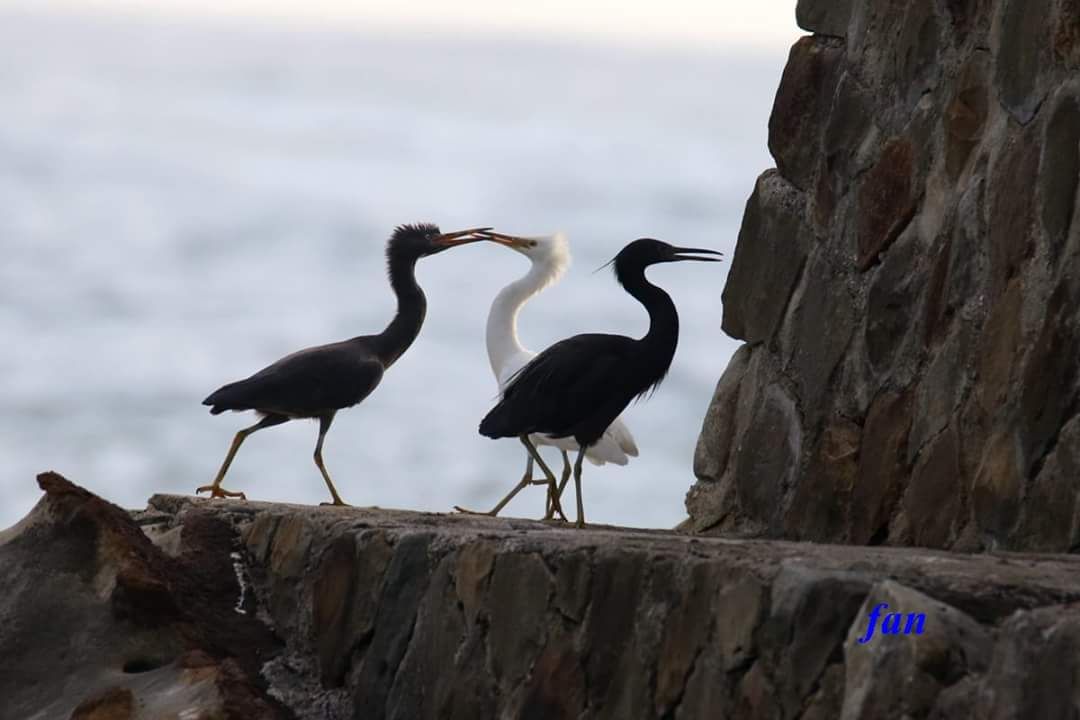一黑一白的岩鷺共組家庭照顧小岩鷺的畫面相當珍貴。 拍鳥俱樂部范榮梁/提供