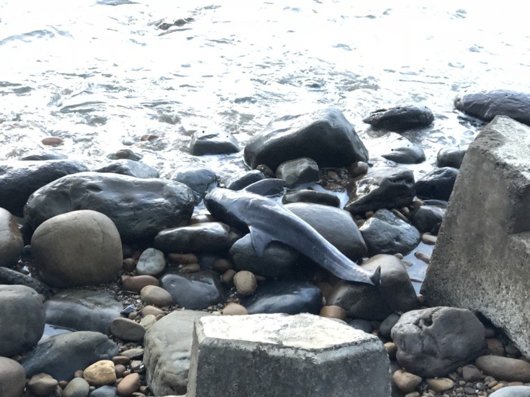 海巡署21日接獲通報在苗栗海岸有2隻海豚擱淺，其中小隻的海豚發現時已死亡。 海巡署中部分署第三岸巡隊/提供