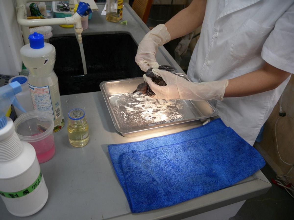 高雄市動保處獸醫師仔細清洗遭黏鼠板黏住的珠頸斑鳩。 高雄市動保處/提供