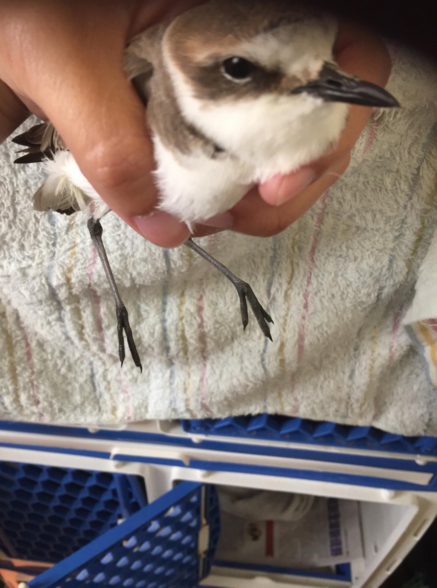 少了一節腳趾的東方環頸鴴。 金門野生動物救援暨保育協會/提供