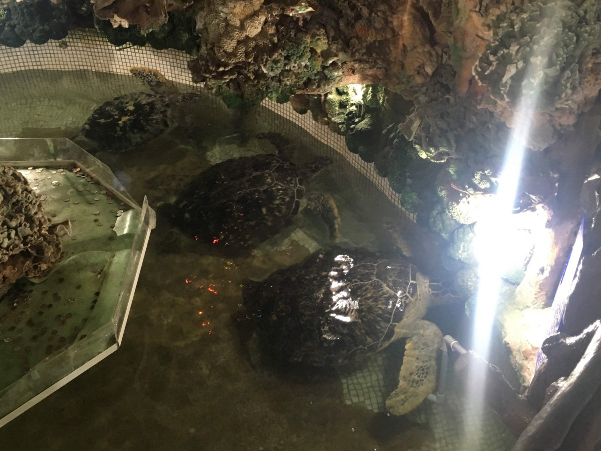 澎湖縣大義宮地下室水池共飼養了8隻保育類海龜。 	解救大義宮海龜粉絲專頁/提供