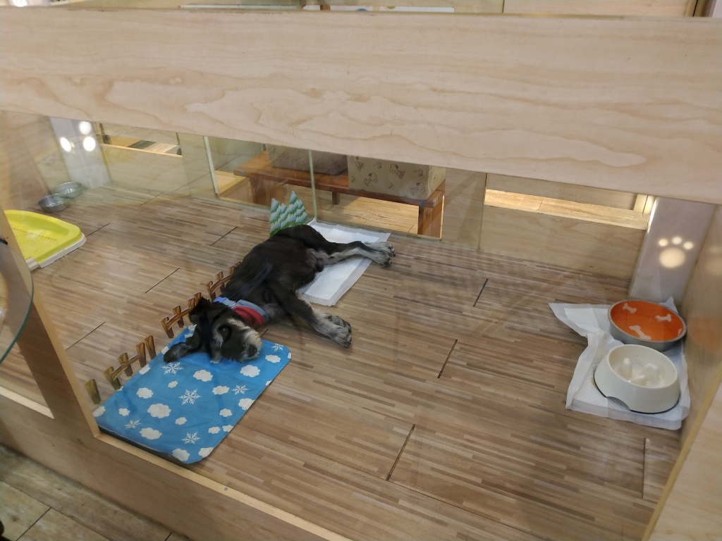 邁入第9年的愛心小站認養活動，讓動物之家的流浪犬貓有更高的曝光率。 台中市動保處/提供