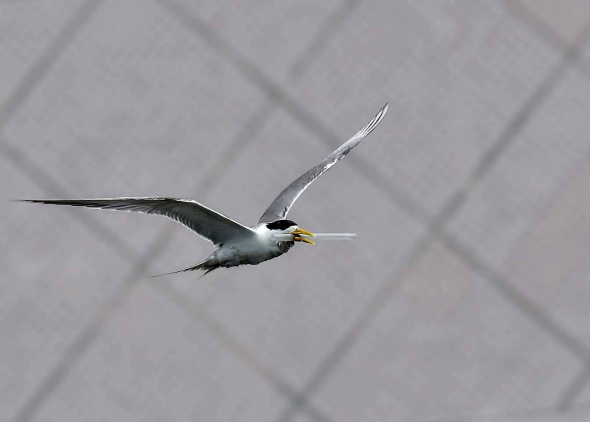 日前有鳥友在大溪漁港拍攝到鳳頭燕鷗嘴巴卡著一根吸管。 拍鳥俱樂部吳姓鳥友/提供