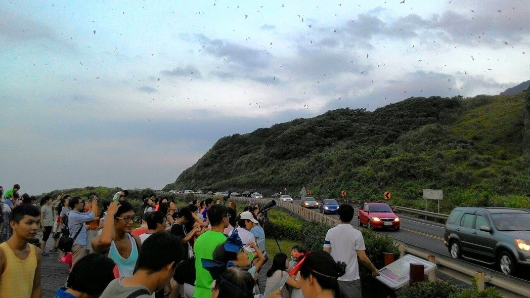 每年到了暑假就會有約20萬東亞摺翅蝠前來瑞芳報到，吸引大批民眾前來觀賞。 新北市農業局/提供