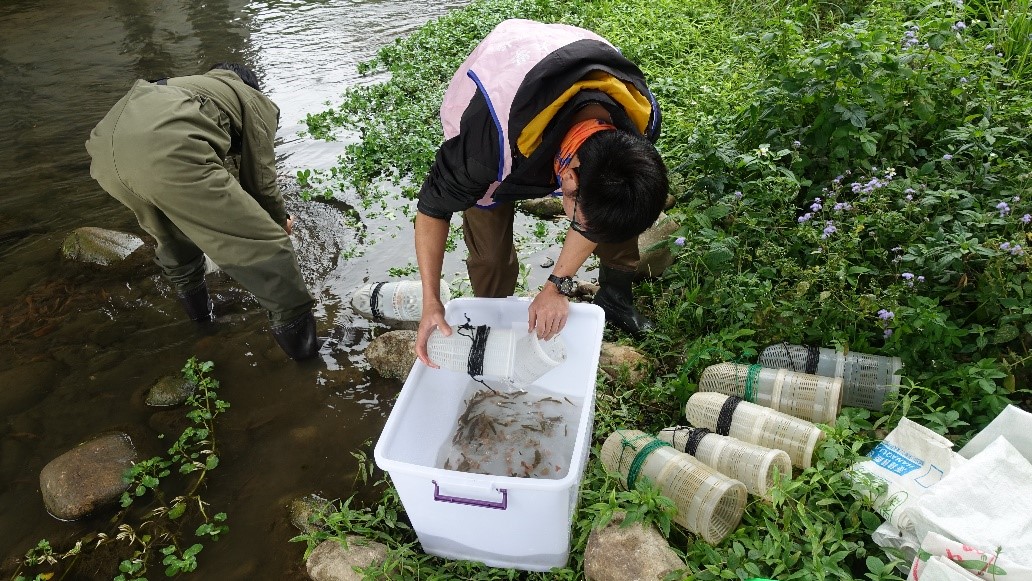台中市水利局對食水嵙溪中的「台灣白魚」進行數量調查。 台中市政府/提供