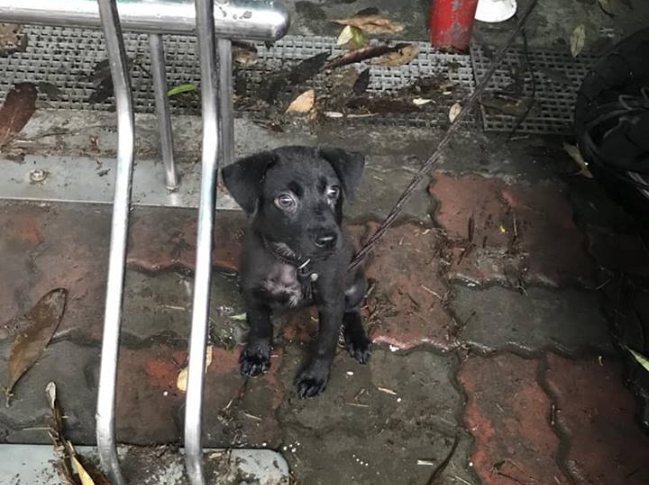 無辜浪犬被女子棄置在校園內。 顏杏娟/提供