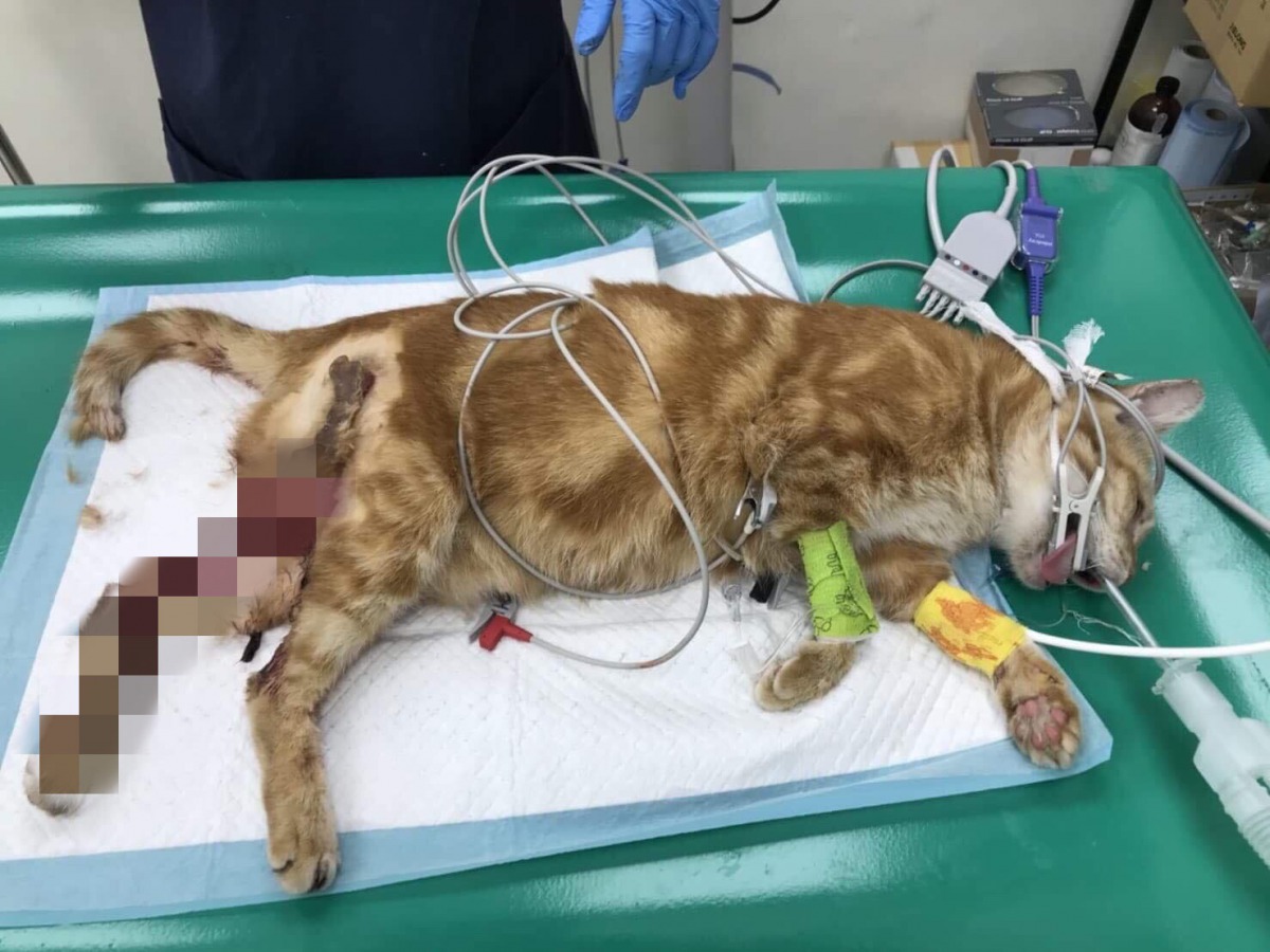 台北市驚傳虐貓事件，目前已有7隻浪貓受害。 TNR協會/提供