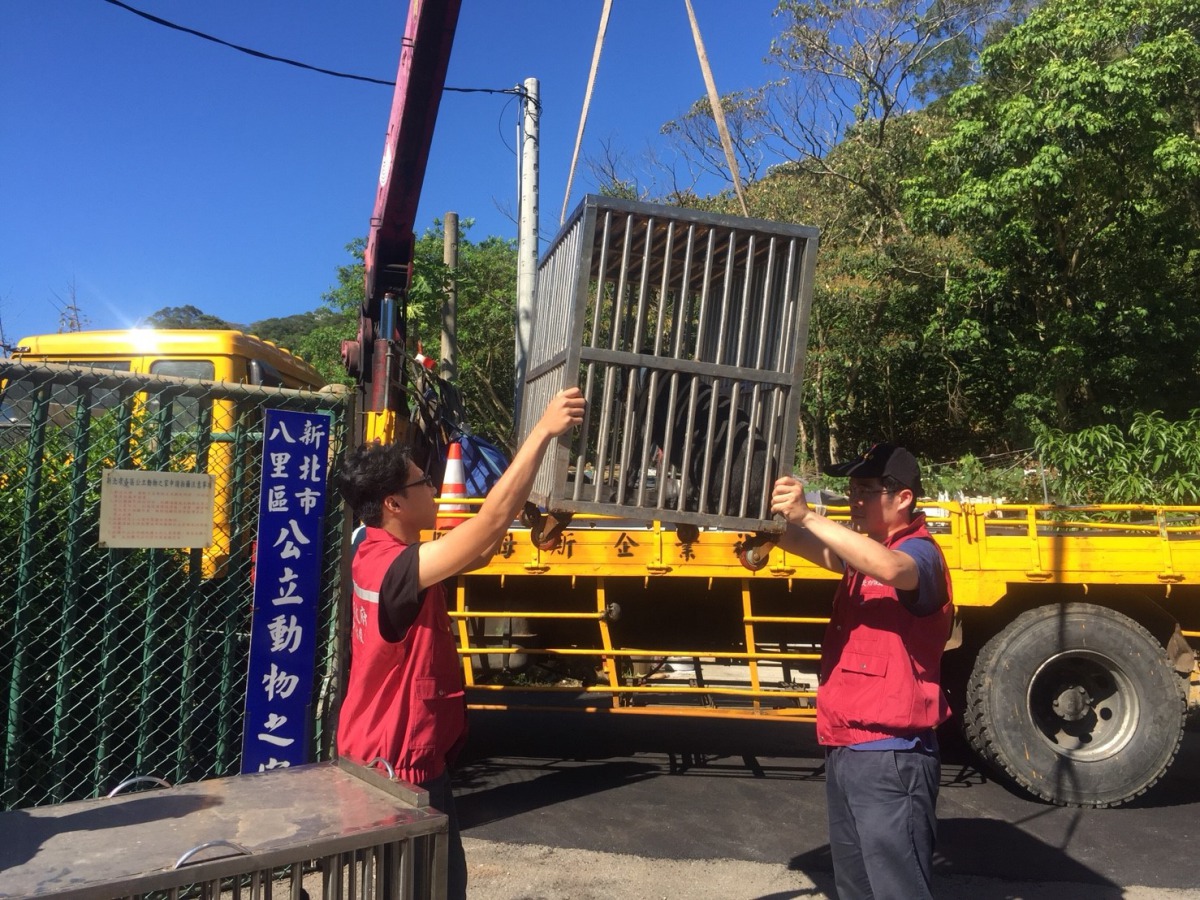 新北八里動物之家為對抗強颱進行犬貓撤離計畫演練。 新北市動保處/提供