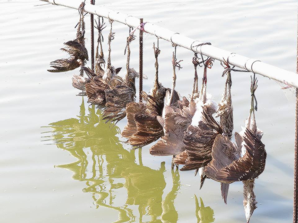 民眾發現魚塭桿子上掛滿野鳥屍體。 取自季諾臉書
