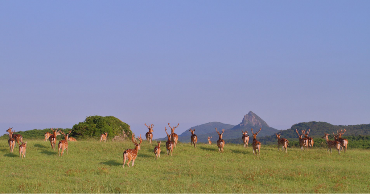 墾丁的梅花鹿從當初的10隻,到現在推測已繁衍多達1500隻。 墾管處/提供